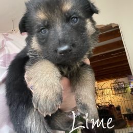 German Shepherd Puppies from Cedarwood K9's & Kats