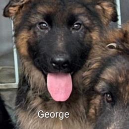 George - Black and red male German Shepherd puppy in Vintondale, Pennsylvania from Causey's Critters