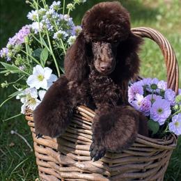 Bijou - Brown female Poodle puppy in Coarsegold, California from Love Chocolate Poodles