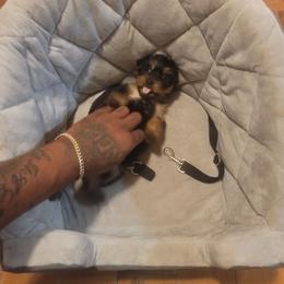 Baby girl - Black and tan female Silky Terrier puppy in City Of Orange, New Jersey from Fur-Ever Friends
