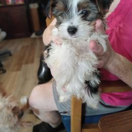 Yorkshire Terriers from Karen Janovick
