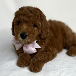 Light pink collar - Red  female Goldendoodle puppy in Monrovia, California from Fancy Paws Inc
