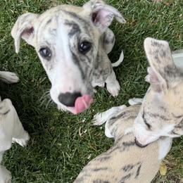Whippet puppies from Night Sky Whippets