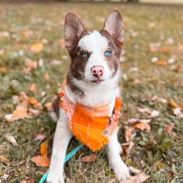 Pumpernickel - Merle male Pomsky puppy in Cleveland, Ohio from Lake Point Pomskies