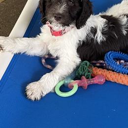 Australian Labradoodle Puppies from LakeRidge Labradoodles