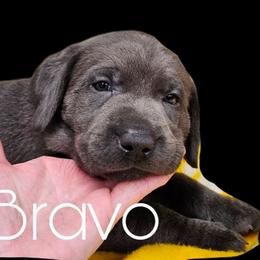 Bravo - Charcoal male Dilute Retriever puppy in Sidney, Nebraska from Nebraska Strong Labradors