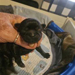 Prancer - Black male Shih Tzu puppy in Cook County, Illinois from My Tzu Crew