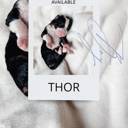 Thor - Tri-color male Bernedoodle puppy in Jackson, Missouri from Pincksten Family Doodles