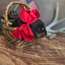 Orange Collar - Black and tan male Black and Tan Coonhound puppy in Ephraim, Utah from Wanderlust Coonhounds