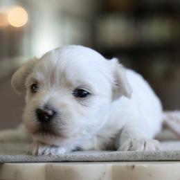 Sugar - White female Morkie puppy in Tucson, Arizona from Sun-Kissed Morkies