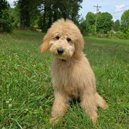 Maxine - Apricot female Goldendoodle puppy in Georgetown, Tennessee from Georgetown Designer & Purebred Puppies