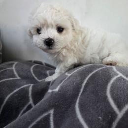 Green - White male Bichon Frise puppy in Henryville, Indiana from Sweetwaterbichonfriseandpoodles.com