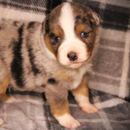 Ford - Blue merle male Miniature Australian Shepherd puppy in Menomonee Falls, Wisconsin from Hunt N Oaks