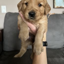 Golden Retriever Puppies from Golden View Ranch