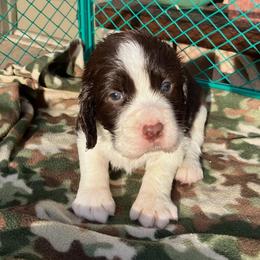 Liver White - Liver and white male English Springer Spaniel puppy in California from Pridemark