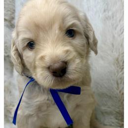 Skyler - Caramel ice male Australian Labradoodle puppy in Upland, California from Kings Labradoodles