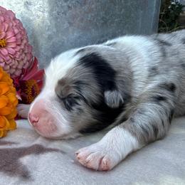 Sweet Girl 1-Blue Merle - Blue merle female Australian Shepherd puppy in Mayfield, Kentucky from Hamilton Farms