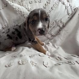 Catahoula Leopard Dog Puppies from Cottonwood Creek Catahoula’s