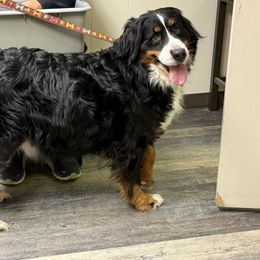 Edith - Bernese Mountain Dog