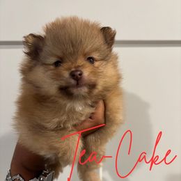 Heidi - Chocolate sable female Pomeranian puppy in Eastover, North Carolina from Tea-Cake Pomeranians of The Carolinas