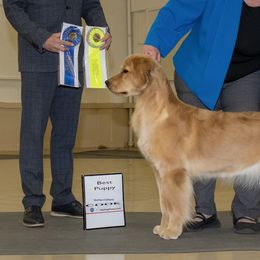 Golden Retrievers from Bellenous Golden Retrievers