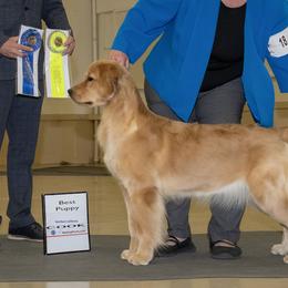 Golden Retrievers from Bellenous Golden Retrievers