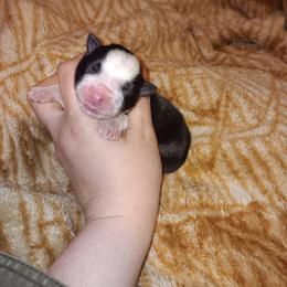 Penelope - Black & white female Australian Shepherd puppy in Sultan, Washington from Van Huitt Australian Shepherds