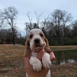 Truvy 2700.00 - Red and white female Basset Hound puppy in Denison, Texas from Emma Lou's Baby Bassets