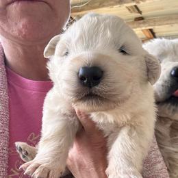 Male 1 - White male Maremma Sheepdog puppy in New Auburn, Wisconsin from Cordell Corgis
