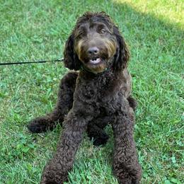 Ivy - Australian Labradoodle