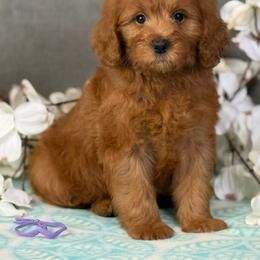 Cove - Apricot female Goldendoodle puppy in Norton, Ohio from Keepsake Doodles