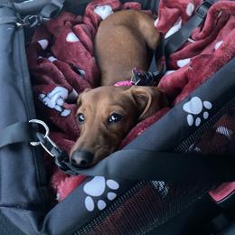 Dachshund All Grown Up from Half Pint Doxies