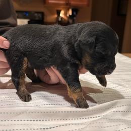 Purple - Black male Jagdterrier puppy in Monroe, Oregon from Oregon Jagdterrier