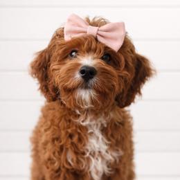 Cavapoo Puppies from Lesley Payne
