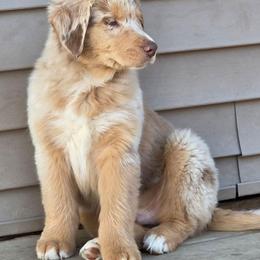 Beckham FIFA - Red merle male Australian Shepherd puppy in Solon, Maine from Mountain Range Australian Shepherds