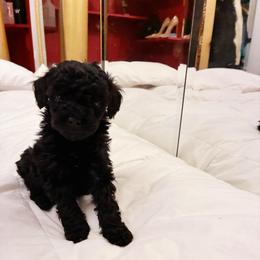 Ptolemaic - Black male Poodle puppy in Jersey City, New Jersey from Tuts Pups Cafe
