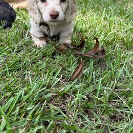 Boone - Cream male Dachshund puppy in Pineville, Louisiana from Bayou State Dachshunds