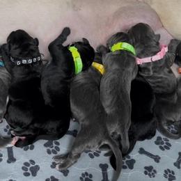 2nd pick Female - Gray female Cane Corso puppy in Clewiston, Florida from Far From Average Kennels