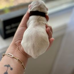 Cockapoo and Cocker Spaniel Puppies from Rome & Reign Farm