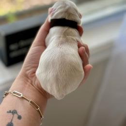 Cockapoo and Cocker Spaniel Puppies from Rome & Reign Farm
