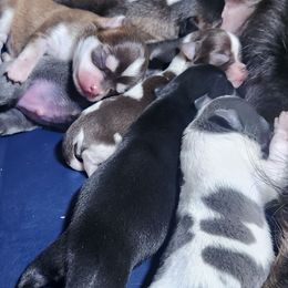 CoCo Lupe' - Chocolate sabled fawn female Chihuahua puppy in Gerald, Missouri from OutLaw Chihuahua's