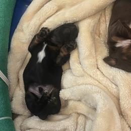 Dachshund Puppies from Doodle Bugs Doxies