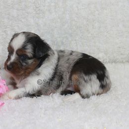 Aussiedoodle, Miniature Australian Shepherd, and Toy Australian Shepherd Puppies from Sapphire Stables