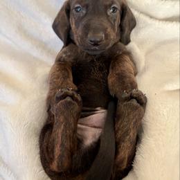Black Collar Boy - Brindle male Dachshund puppy in Baltimore, Maryland from Passport Dachshunds