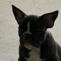 French Bulldogs and Olde English Bulldogges from Misfit Ranch bulldogs