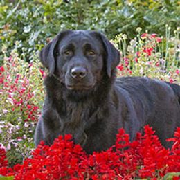 Stella - Labrador Retriever
