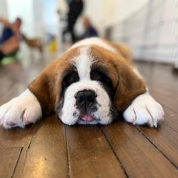Waffles - Orange and white male Saint Bernard puppy in Double Springs, Alabama from St Bernard Kingdom, LLC