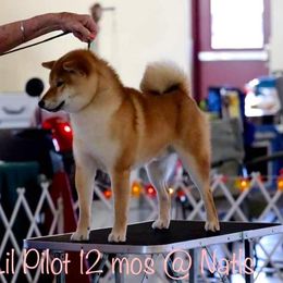 Lil Pilot - Shiba Inu