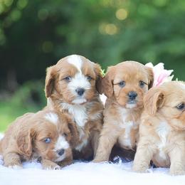 Cavalier King Charles Spaniels and Cavapoos from Stoltzfus Family Puppies