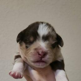 Miniature American Shepherd and Toy Australian Shepherd Puppies from Riverstone Aussies